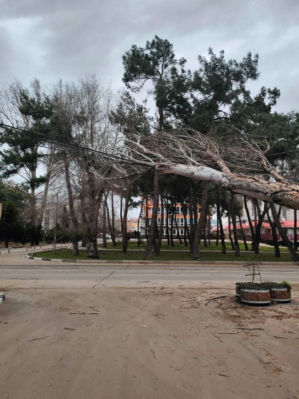 Шквалистый ветер в Анапе бросает деревья на машины и тротуары Соцсети