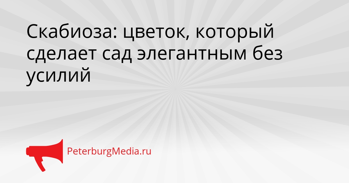 Скабиоза: цветок, который сделает сад элегантным без усилий Сгенерировано