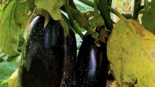 Хотите ведро баклажанов с куста? Выбирайте один из этих трех сортов ИА StavropolMedia