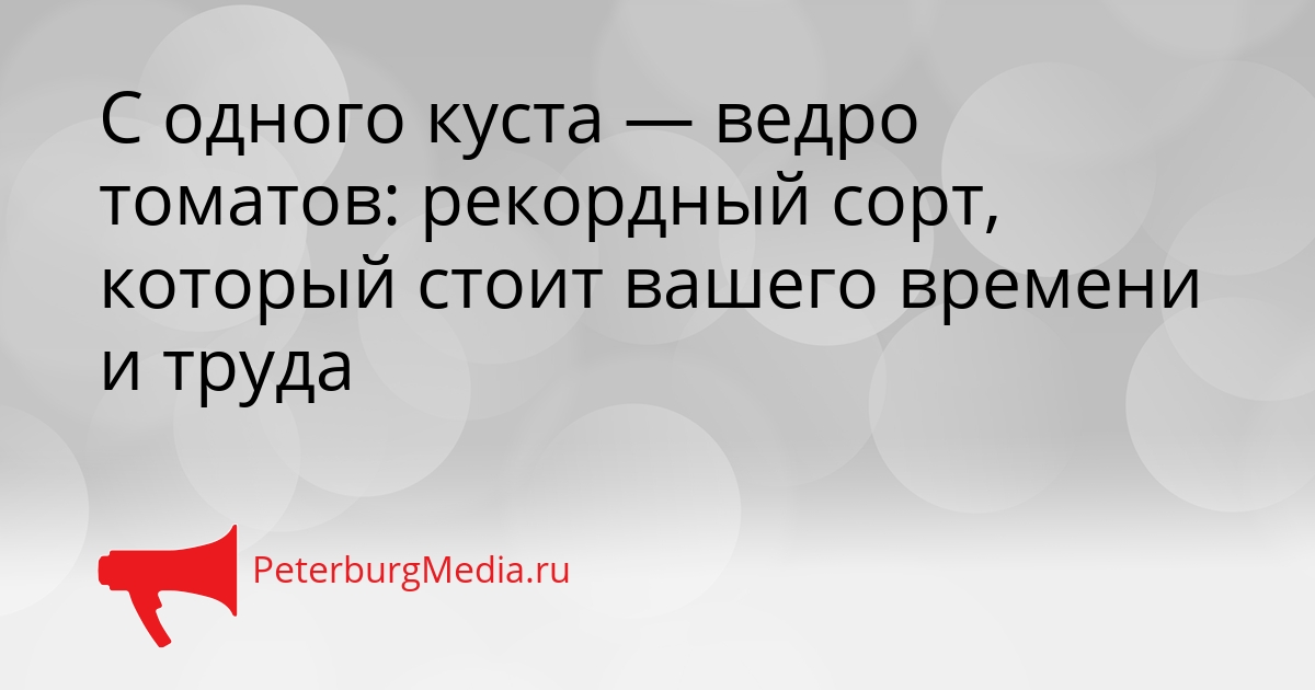 С одного куста — ведро томатов: рекордный сорт, который стоит вашего времени и труда Сгенерировано