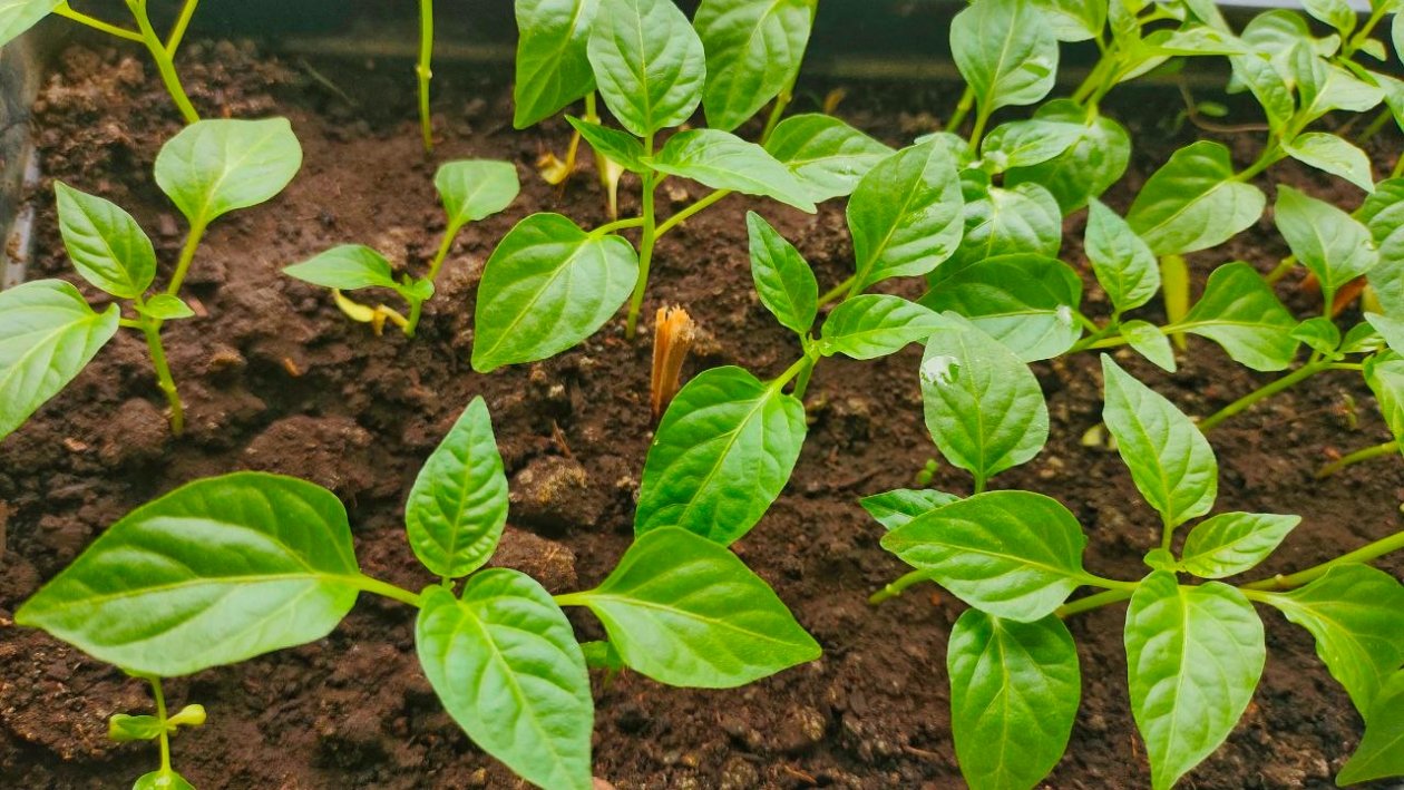 Урожай перца в 2 раза больше: вот точные даты посева — запишите прямо сейчас ИА KrasnodarMedia