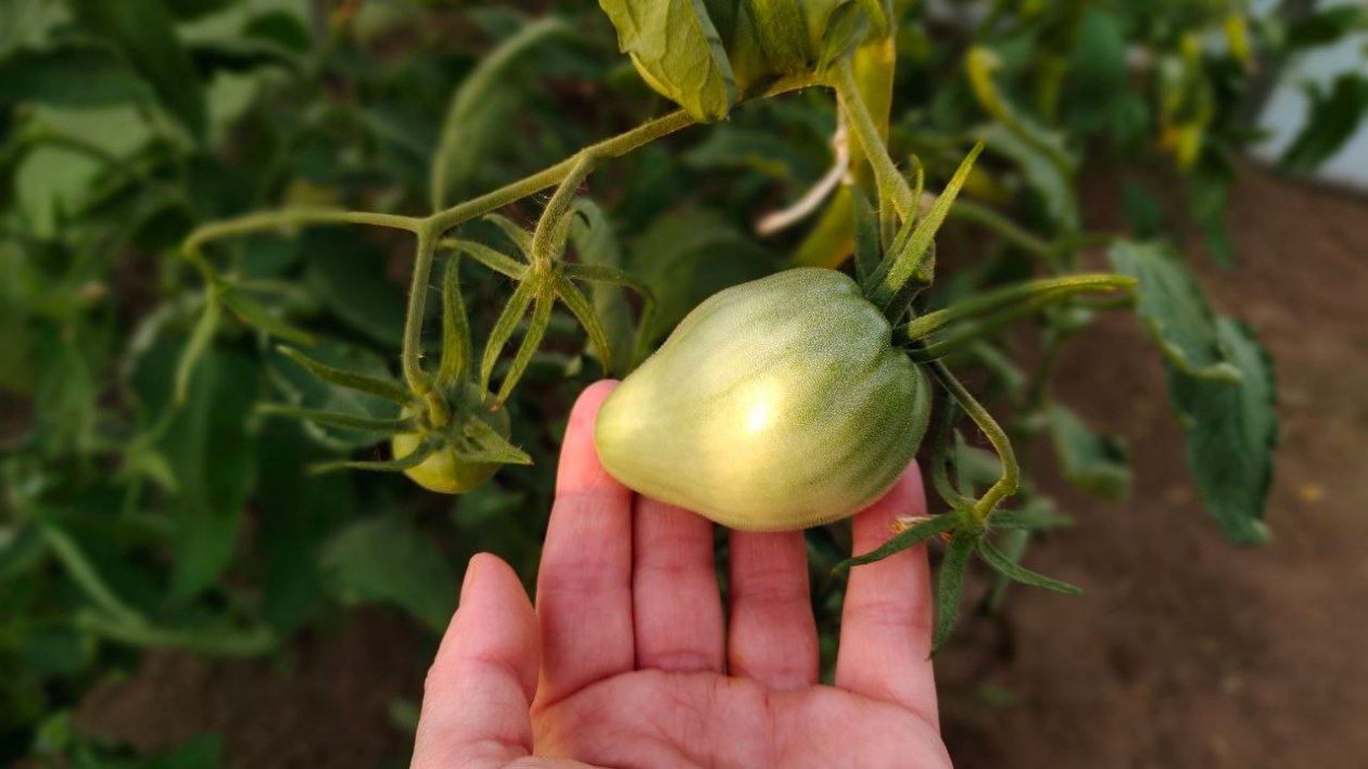 Секретный сорт томатов: 5 лет подряд урожай такой, что не помещается в ящики ИА KrasnodarMedia