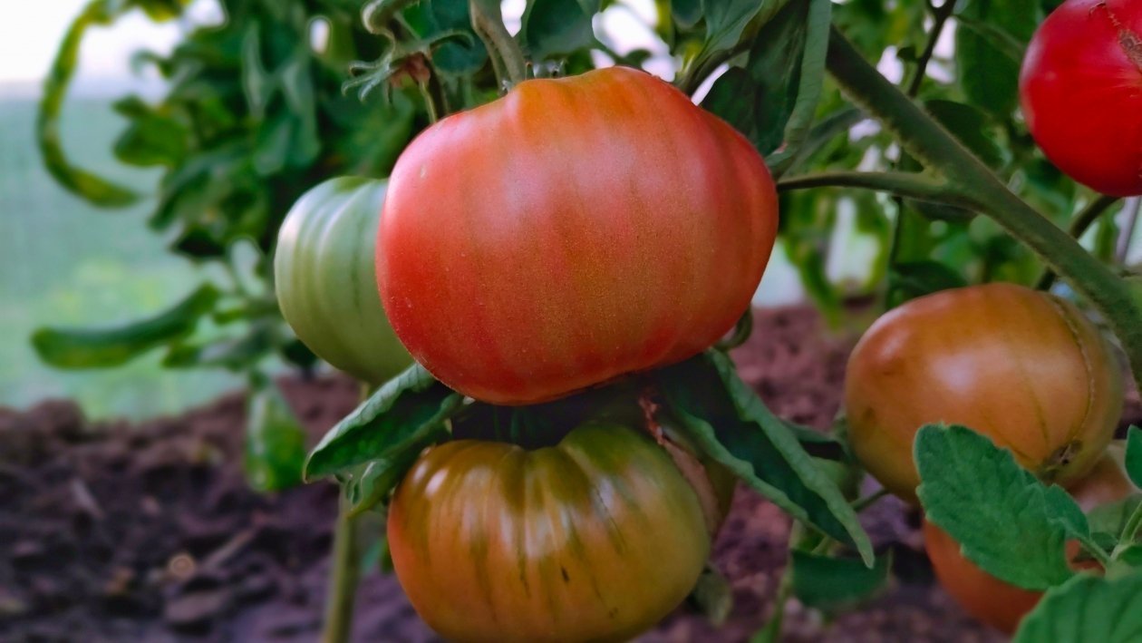 Эти два сорта томата удивляют даже профи: лидеры по урожайности, которые плодоносят до самых холодов ИА KrasnodarMedia