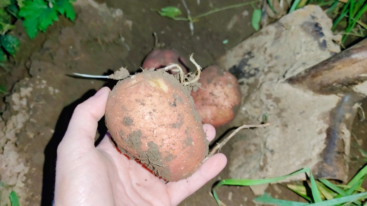 Картофель ИА KrasnodarMedia