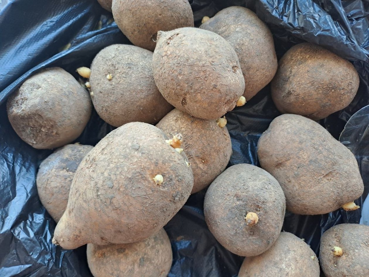 Картошка в пакете Ольга Долгополова, ИА UssurMedia