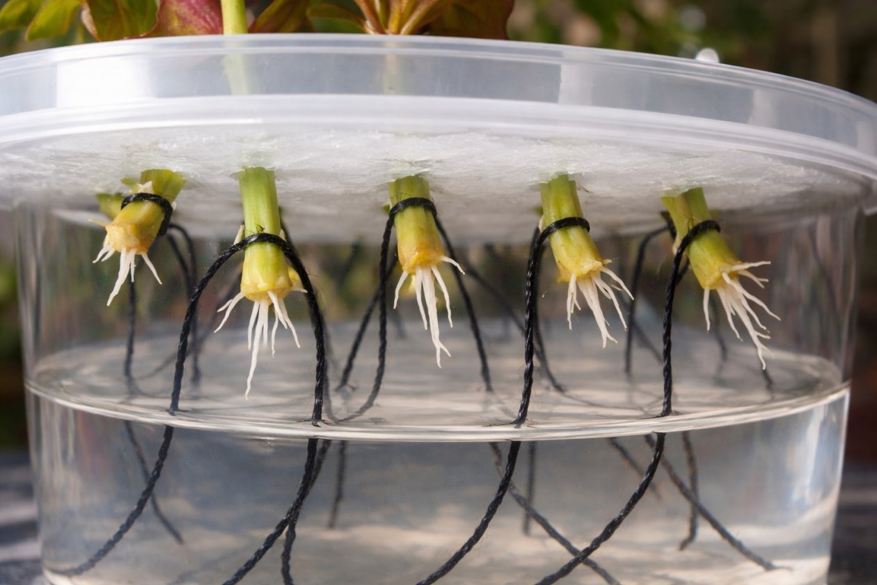 Тематическое фото сгенерировано ИИ Qwenlm.ai (18+)