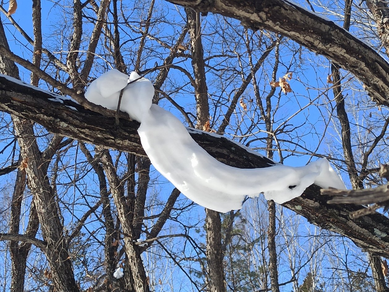 Снег и мороз создают фантастических змей в Бурейском округе Бурейское лесничество