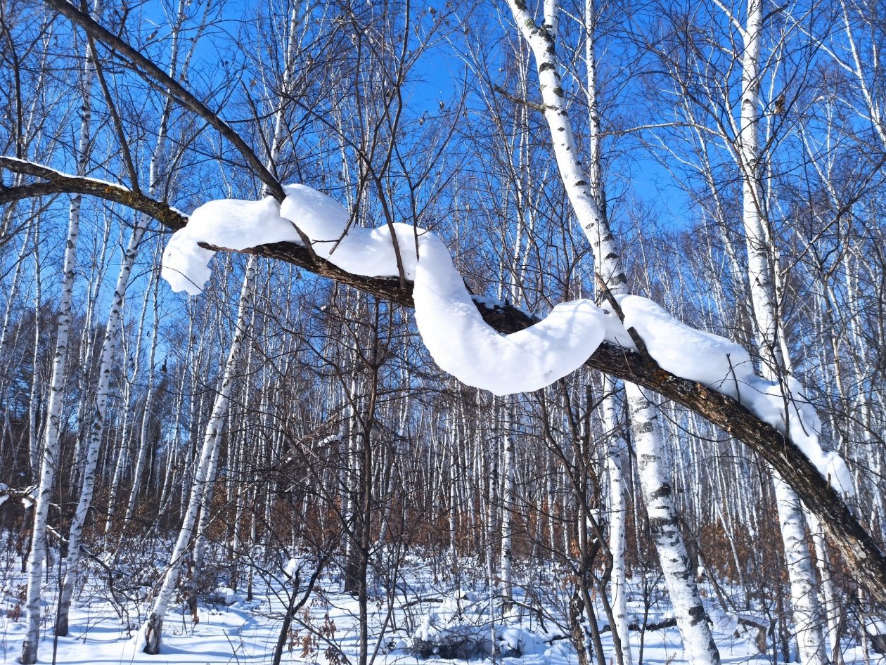 Бурейское лесничество