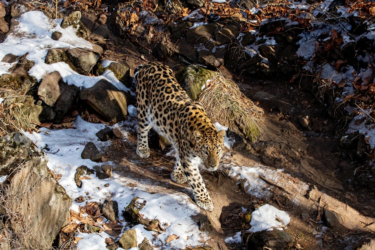 Дальневосточный леопард Мария Смитюк, ИА PrimaMedia.ru