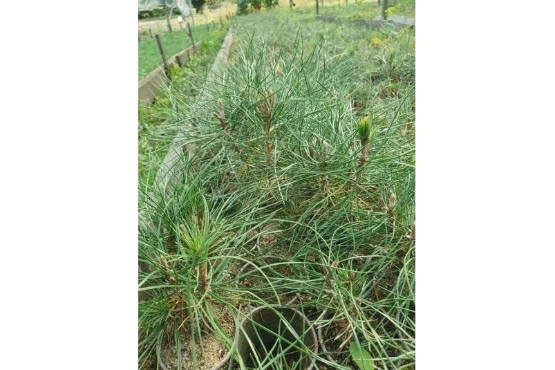 Гектары акации, джузгуна и другой зелени высадят в этом году в лесах Ставрополья соцсети Владимира Владимирова