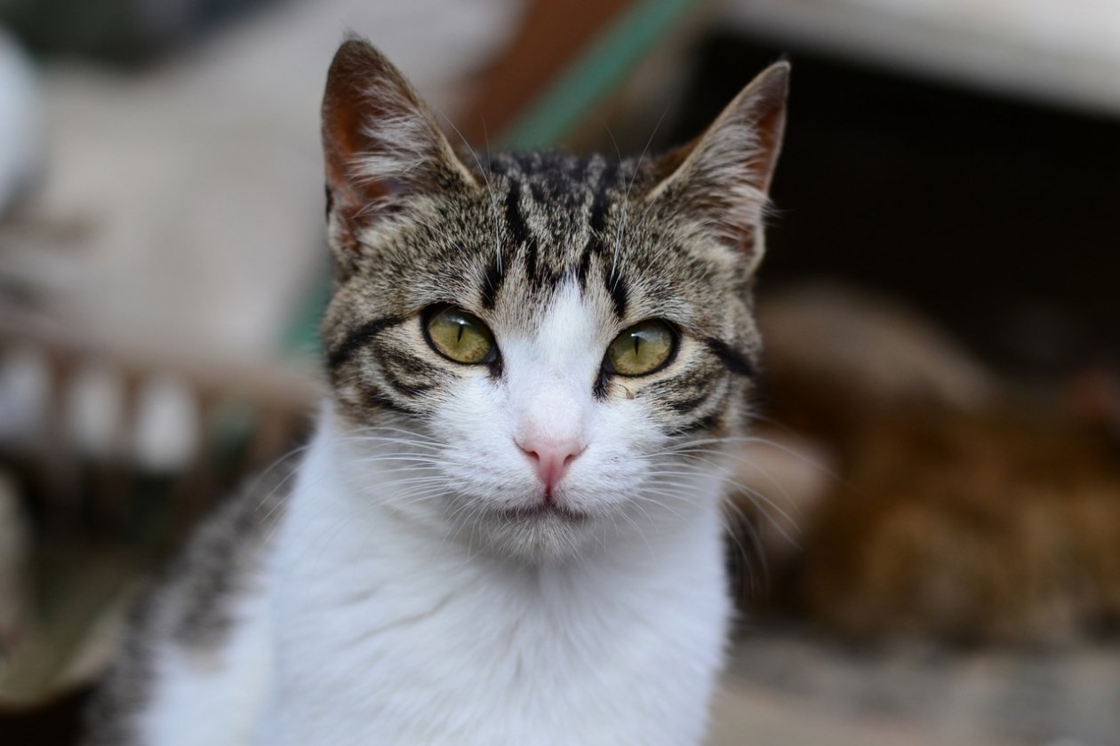 Штучка Из архива Е. Воиновой