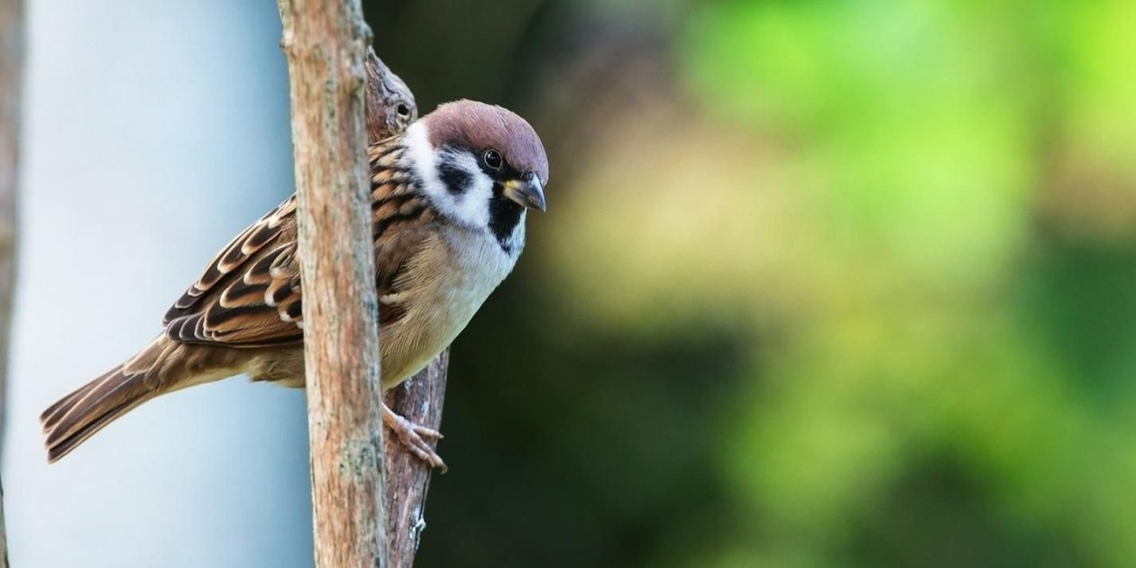 Воробей https://www.mos.ru/