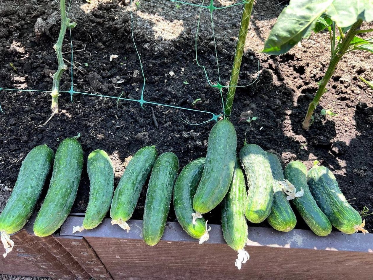 Не желтеют, не горчат и долго плодоносят: эти 2 сорта огурцов скупают наперегонки в феврале ИА KrasnodarMedia