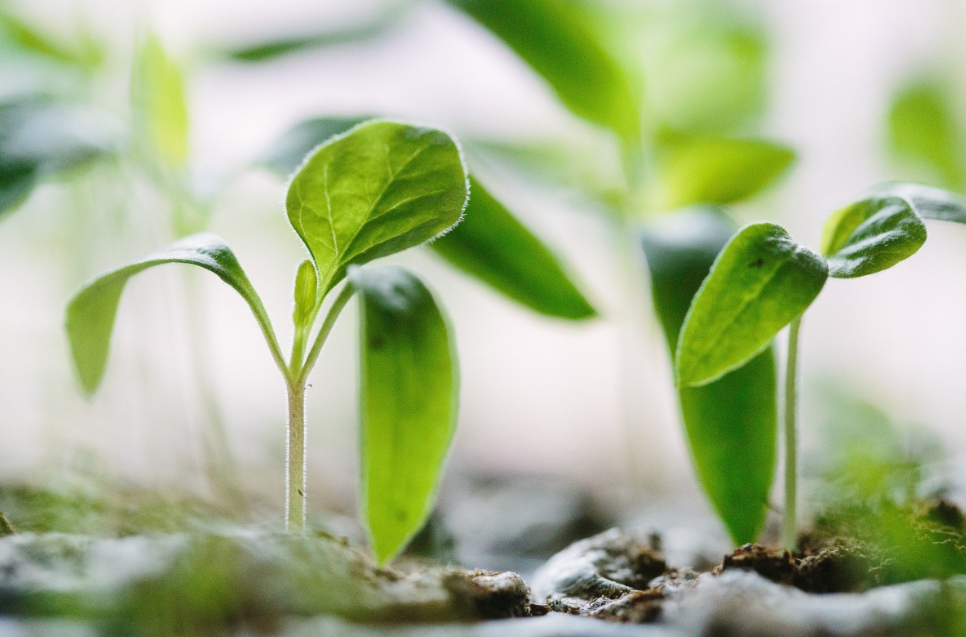 Тематическое фото pxhere.com