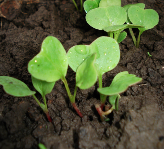 Тематическое фото pxhere.com