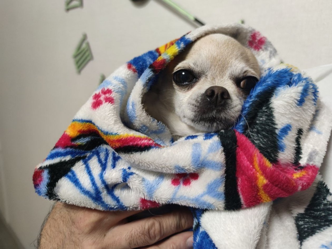 Топ-5 проблемных пород собак: не подходят начинающим собачникам - воют, рычат и кусаются ИА Stavropol.Media