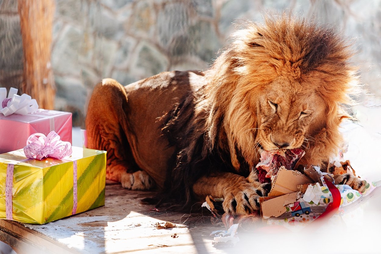 Лев Лорд пресс-служба Сахалинского зооботанического парка