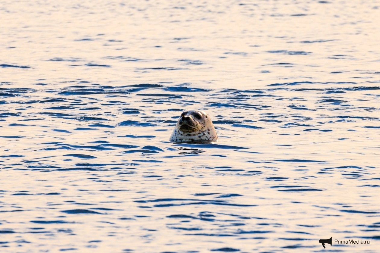 Тематическое фото ИА PrimaMedia