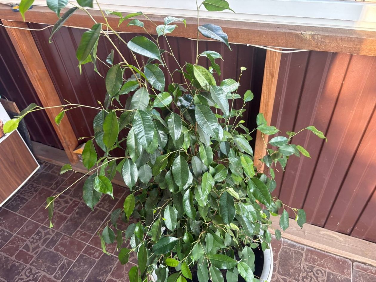 Поливать фикус нужно только так: корни станут крепкими, а листья сочными ИА Stavropol.Media