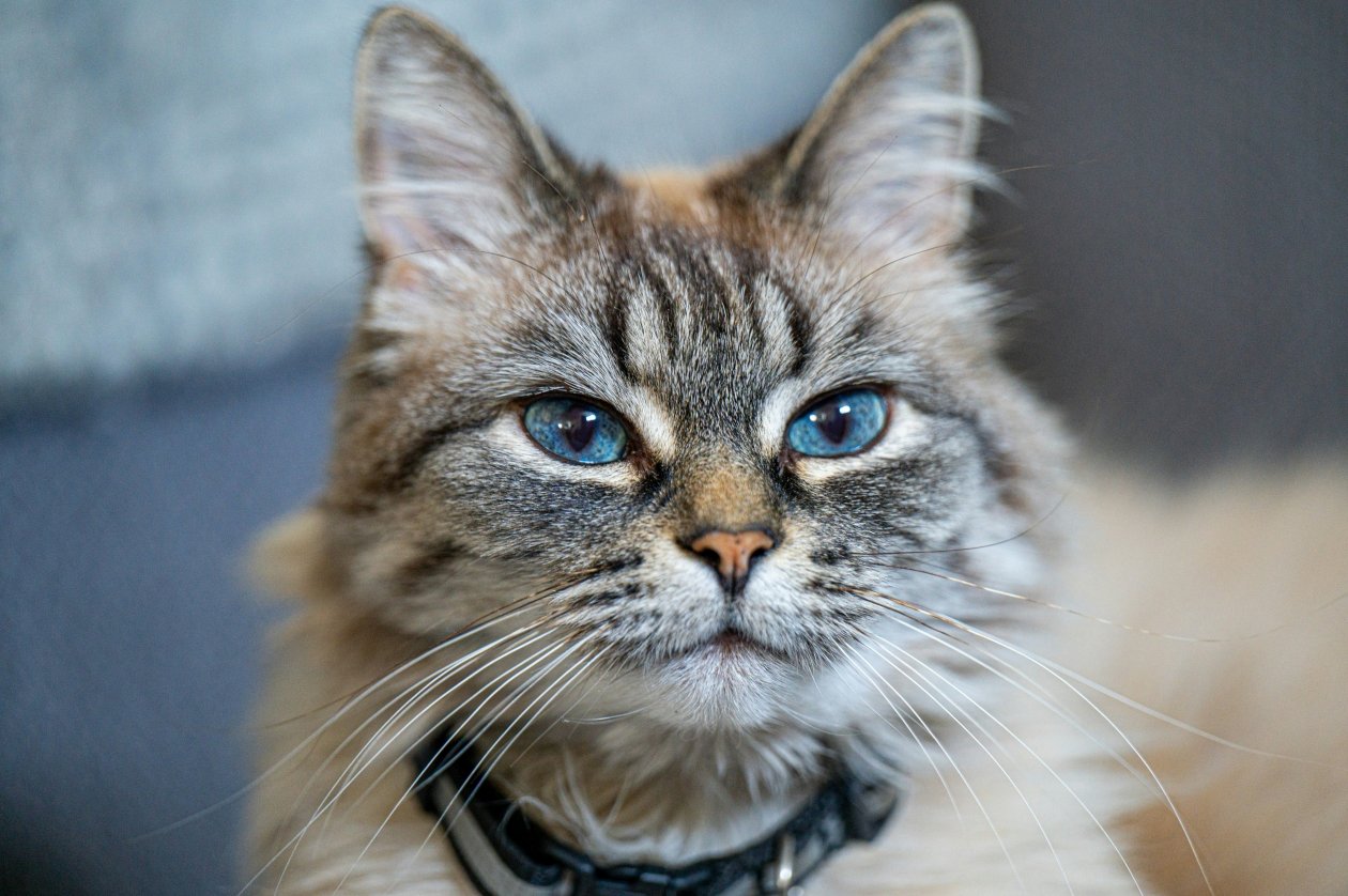 Голубые глаза, розовый носик и полоски: 4 породы котов с редчайшим окрасом Adrien / unsplash
