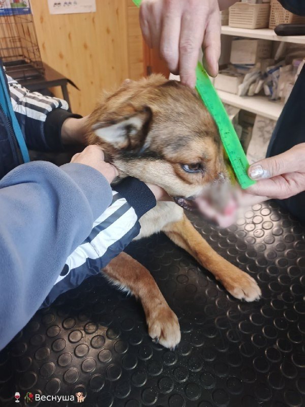 Собаке дали кличку Миша тг-канал (18+) приюта &quotВерность&quot