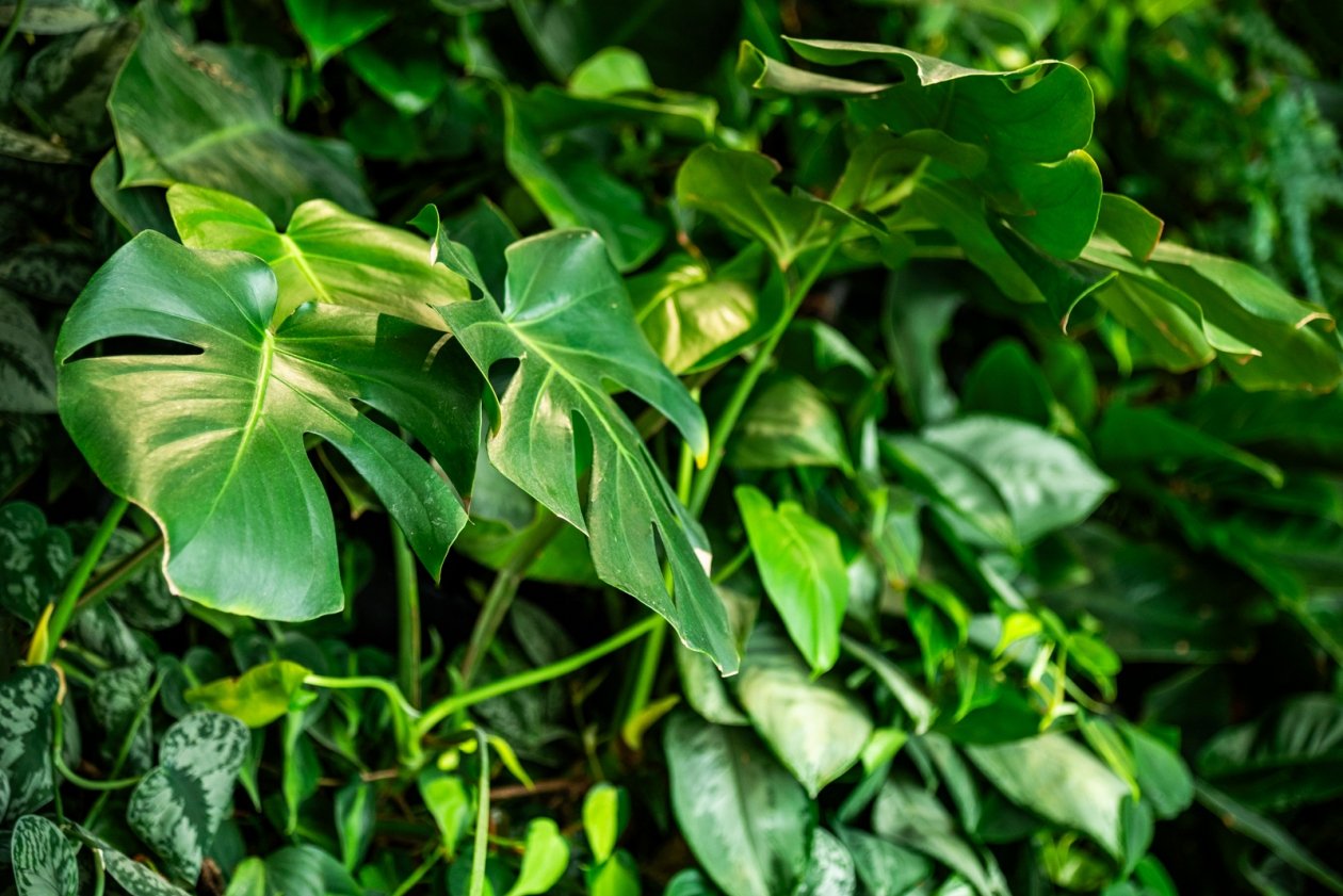 В Иркутске раскроют тайны выращивания каламандинов и сингониумов Евдокия Сорокина, ИА AmurMedia