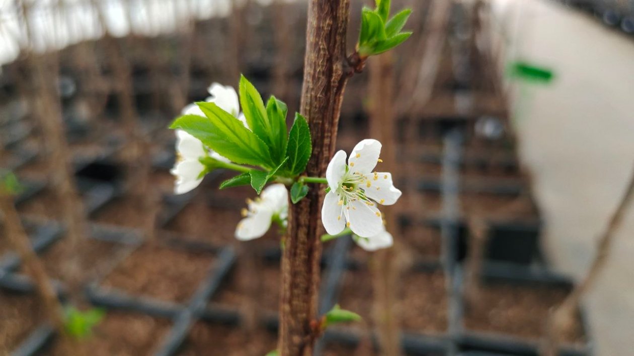 Вишня Автора