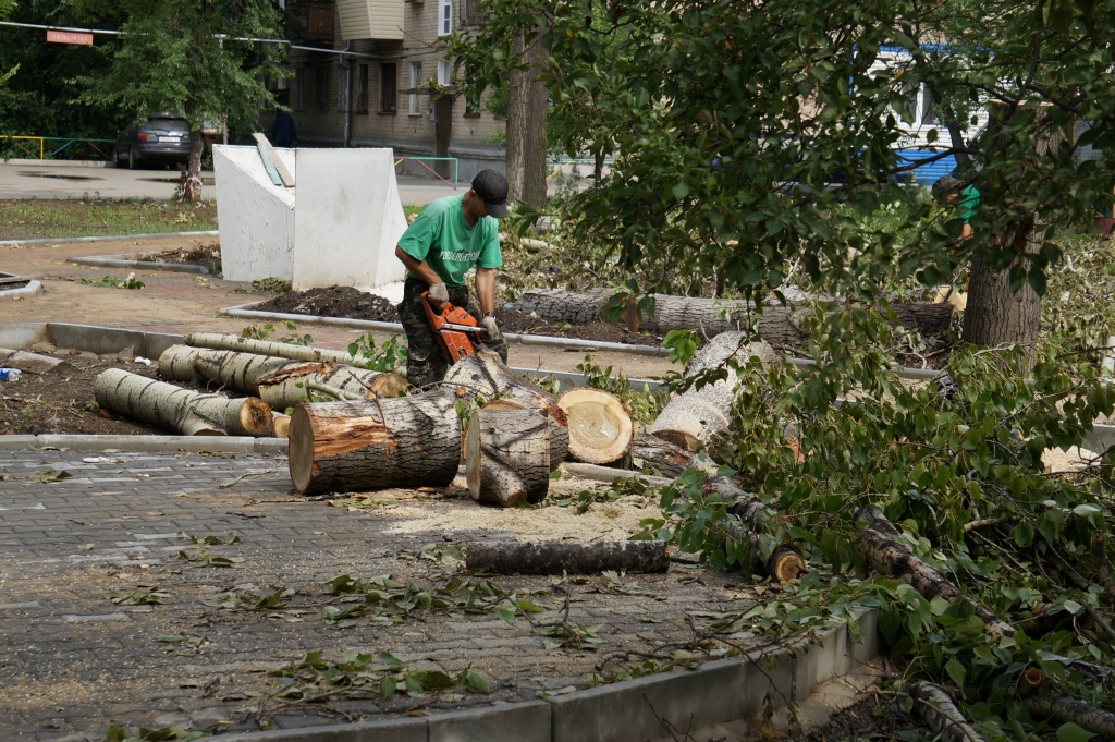 В Якутске запрещено спиливать деревья без разрешения Евгений Попов
