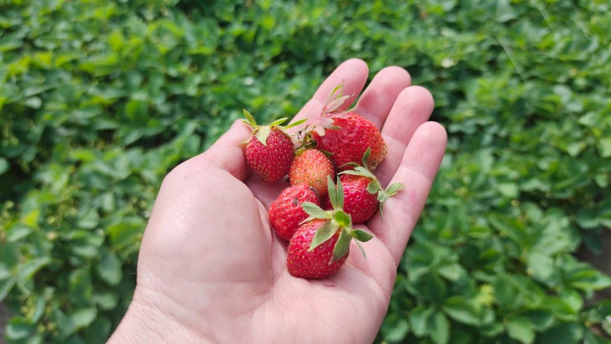 Клубника Автора