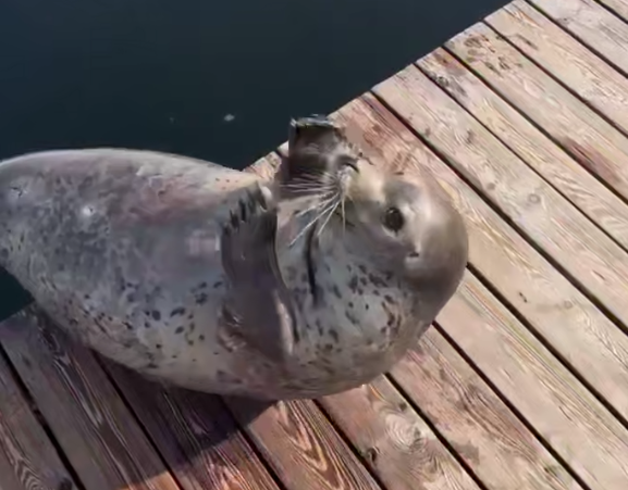 Скриншот тг-канал &quotprimocean_aquarium&quot (18+)