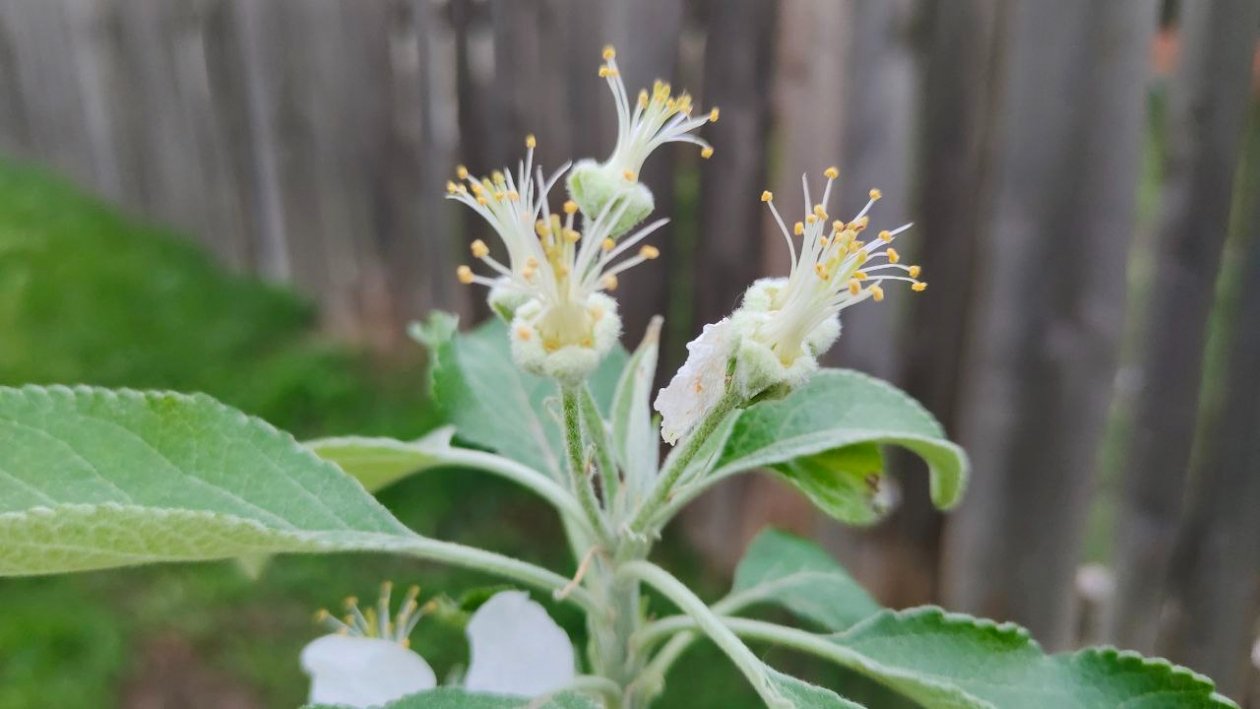 Яблоня Автора