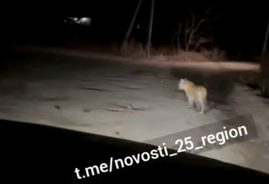 Tg-канал «novosti_25_region» (18+)