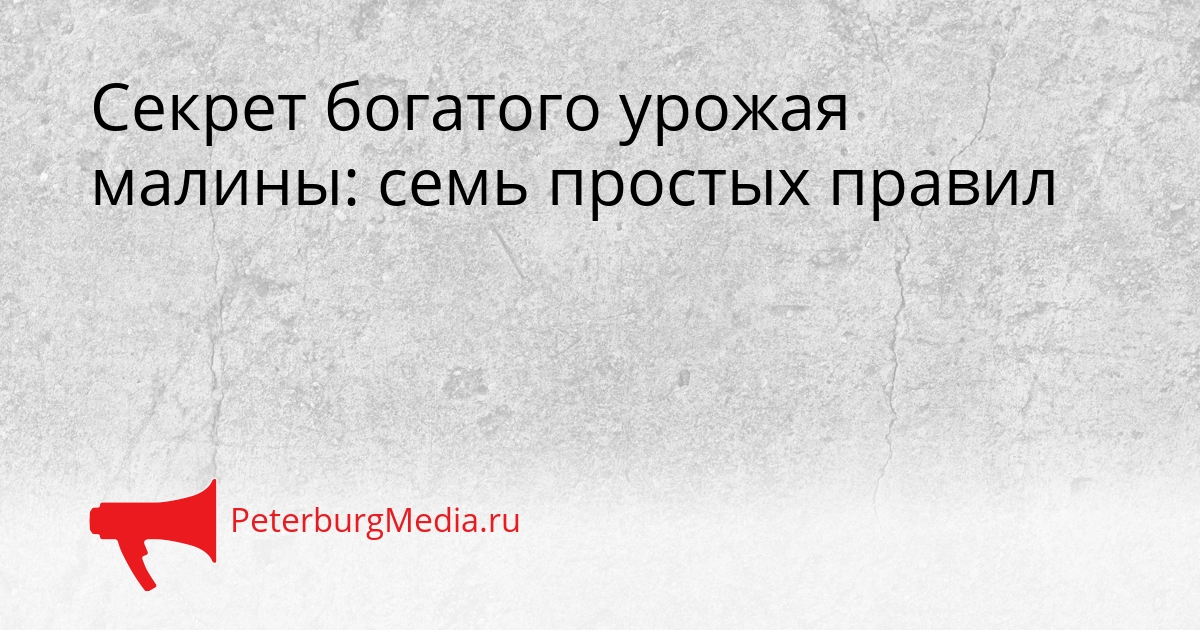 Секрет богатого урожая малины: семь простых правил Сгенерировано