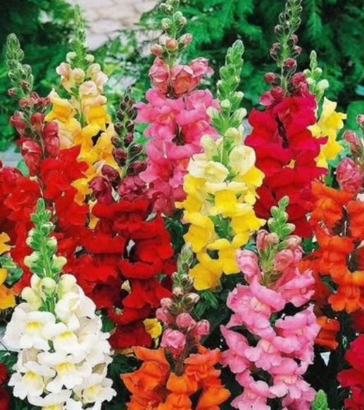 Львиный зев Авито (12+)