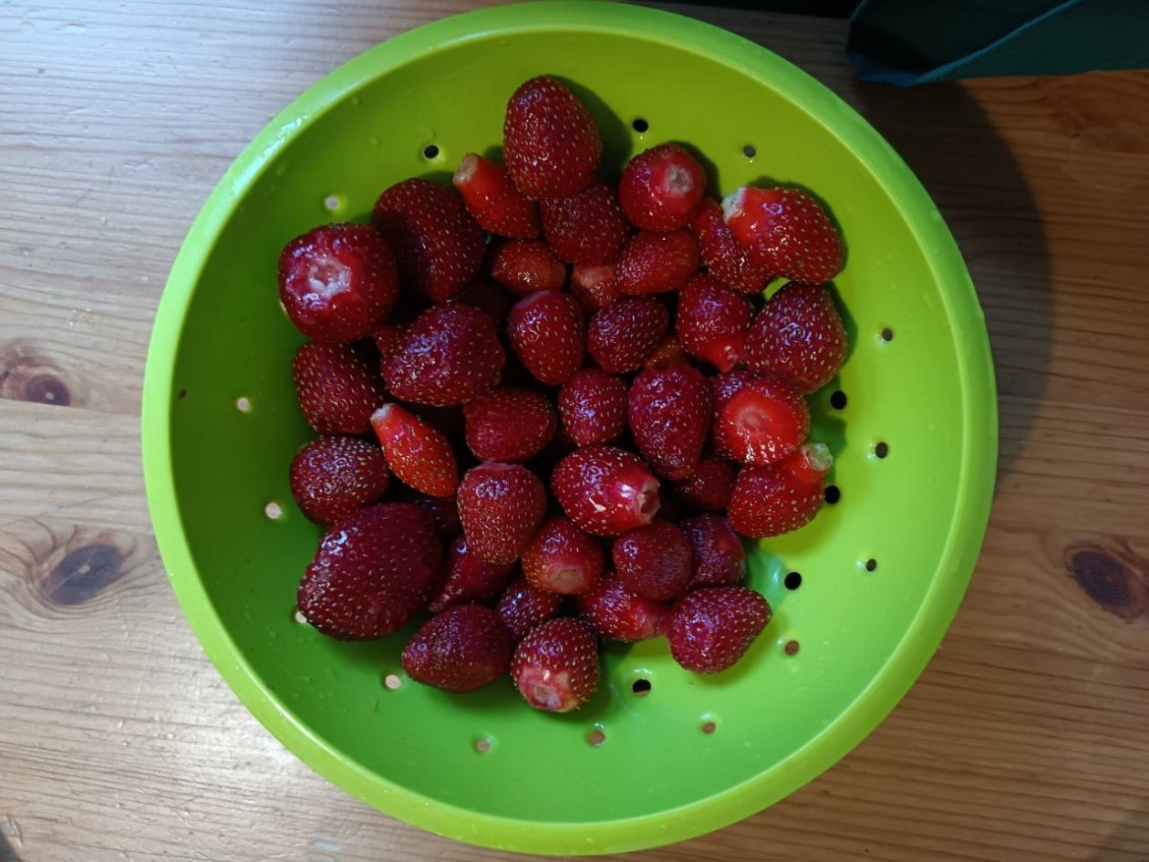 Серая гниль и в страшном сне не явится: выбрала сорта, устойчивые к грибку - ни одной клубнички не пропало ИА KrasnodarMedia