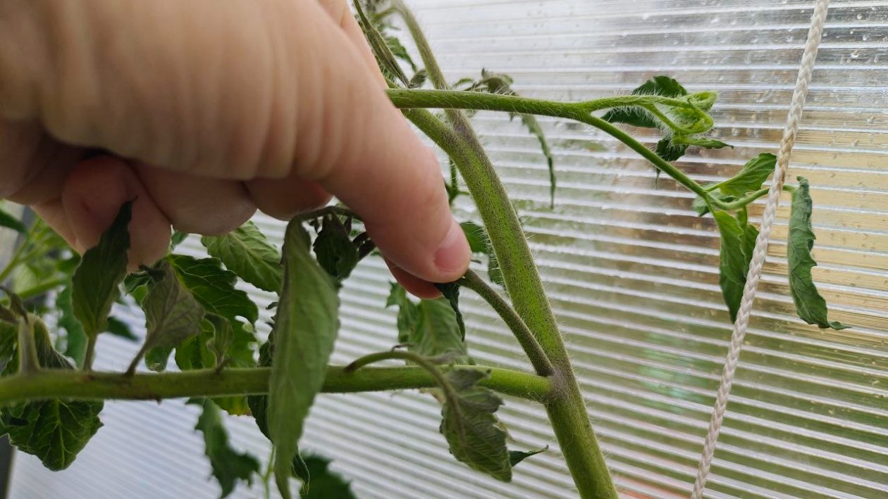 пасынки ИА KrasnodarMedia