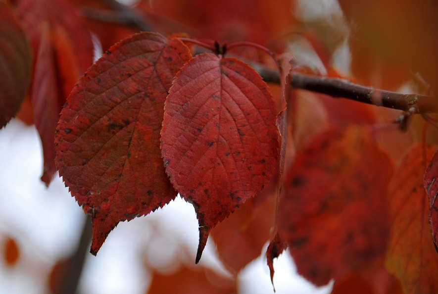 Сакура осенью, Фото с места события собственное