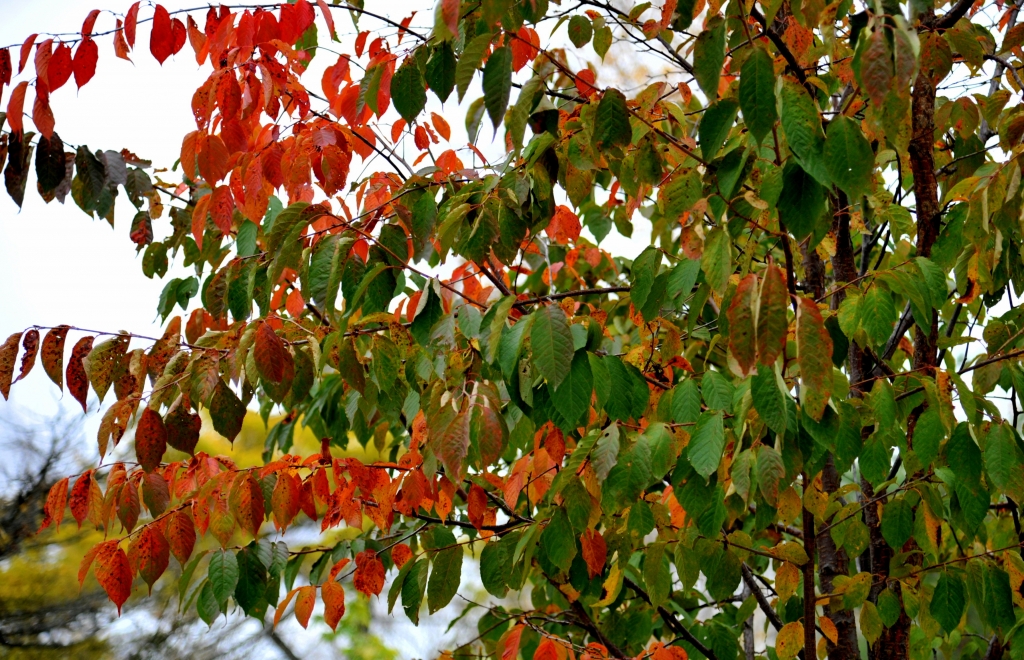 Сакура осенью, Фото с места события собственное