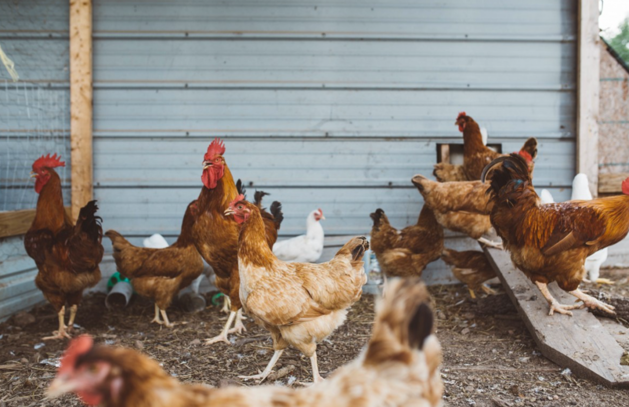 Тематическое фото Сайт pxhere.com