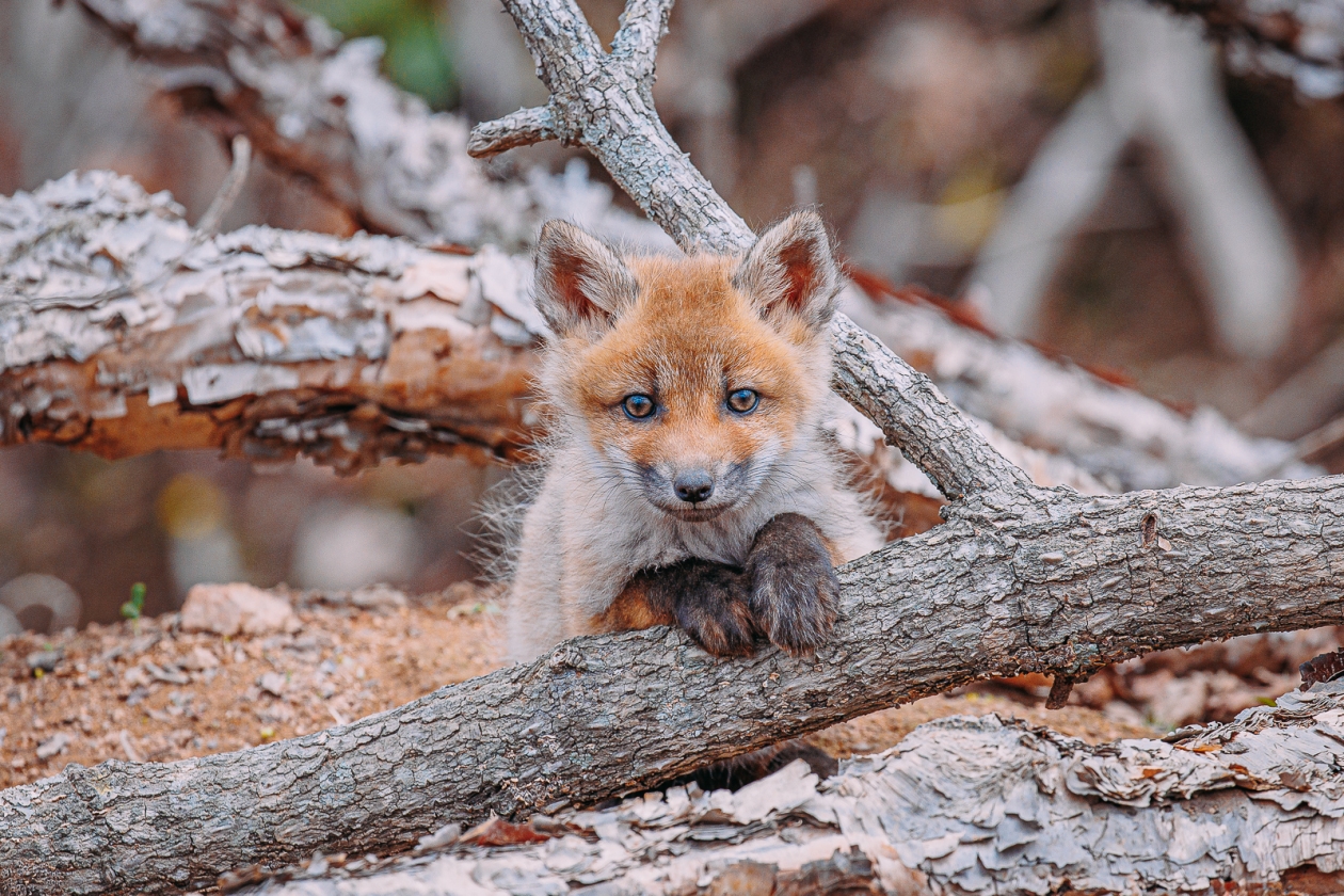 лес, весна, природа, погода, лиса, лисята Мария Смитюк, ИА PrimaMedia