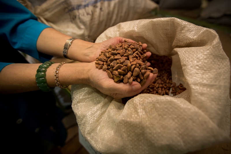 Кедровый орех Антон Балашов, ИА PrimaMedia