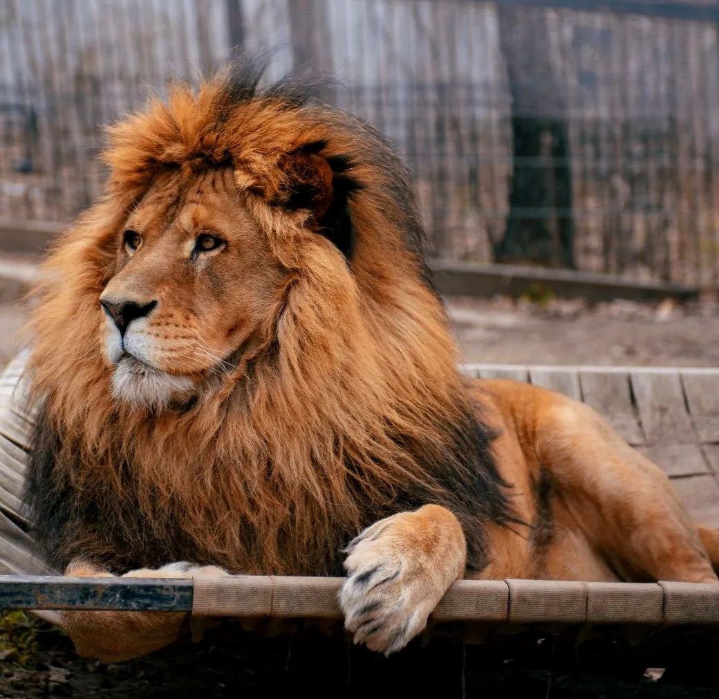 Любимца публики выбрали в хабаровском зоосаде ТГ Зоосад &quotПриамурский&quot