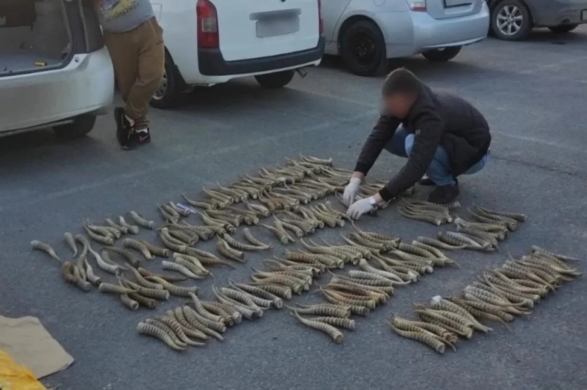В Уссурийске силовики в машине нашли 234 рога краснокнижного сайгака предоставлено пресс-службой АНО &quotЦентр по изучению и сохранению популяции амурского тигра&quot