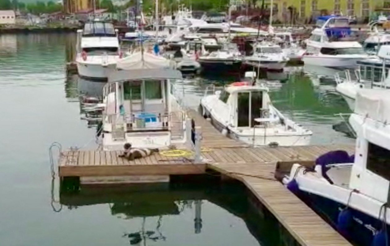 Яхты в центре Петропавловска-Камчатского ИА KamchatkaMedia