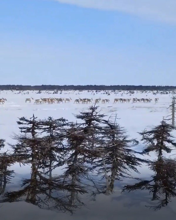 Стадо редких северных оленей засняли на Сахалине пресс-служба Агентства лесного и охотничьего хозяйства Сахалинской области.