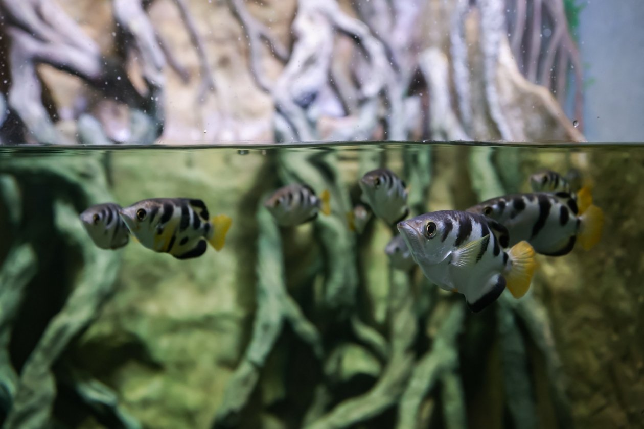 Рыбы-брызгуны появились в Приморском океанариуме Приморский океанариум