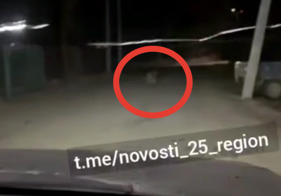 Скриншот Tg-канал &quotnovosti_25_region&quot (18+)