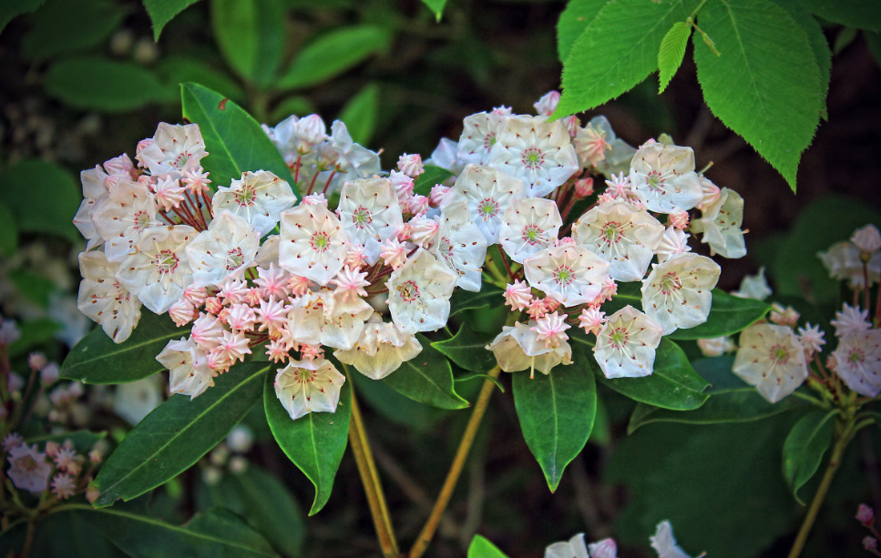 Тематическое фото pxhere (18+)