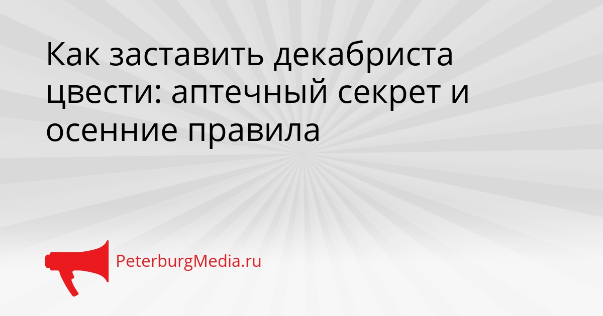 Как заставить декабриста цвести: аптечный секрет и осенние правила Сгенерировано