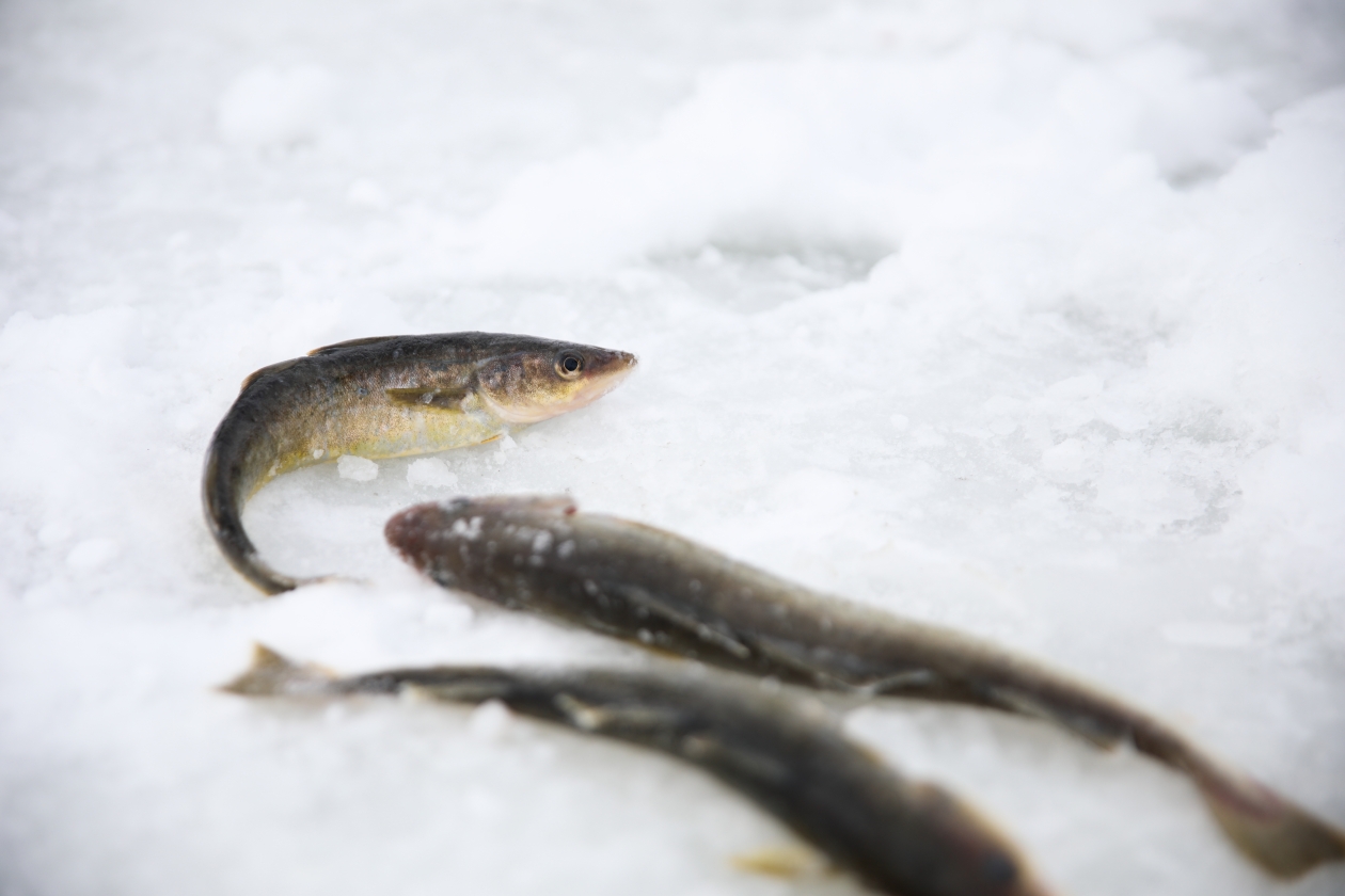 Прокуратура проверяет массовый замор рыбы на Кубани Денис Таушканов
